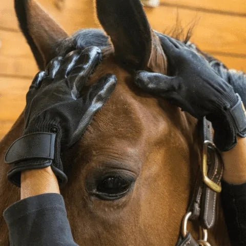 Pet Hair Grooming Glove